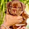 AKC - French Bulldog Puppy - Rojo Fluffy Carrier Male