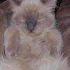 2 Male Ragdolls