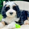 Bernedoodle Babies (Medium)