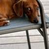 Male dachshund needed for stud