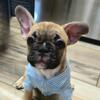 SHERLOCK- AKC FRENCH BULLDOG