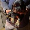 Rottie Pups Serbian/Champ