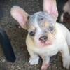 AKC female Blue and tan Merle pied 