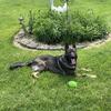 German Shepard for Stud