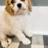 Cavapoo - Cavalier King Charles spaniel toy poodle 