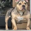 7 month American Pocket Bully Female - Papers - Golden Child Line