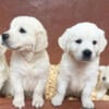 English Cream Golden Retriever Puppies