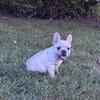 French bulldog puppies