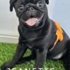 Jeanette - Cuddle Bug - Black Pug Puppy - SEE VIDEO - Puppy Vaccines Completed!