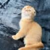 Scottish Fold kittens looking for a new family.