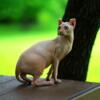 Female Hairless Elf Kitten - AVAILABLE - Multiple Litters To Choose From - SphynxKing.Com