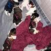 5 Akita Pups (4F, 1M)
