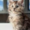 New Elite Maine coon kitten from Europe with excellent pedigree, female. EVG Bellatrix