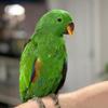 Eclectus Babies For Sale