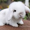 Holland lop bunnies | dwarf lop | Pedigreed | Warranty | Established Rabbitry |