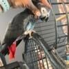 African grey parrot DNA female