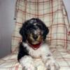 AKC miniature poodle