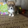 AKC Pembroke Welsh Corgi Puppies