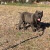 AKC Cane Corso