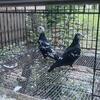 Black tiger pigeons
