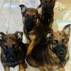 Malinois / German Shepherd pups