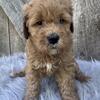 Multigen Goldendoodles