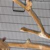 Proven pairs pionus 