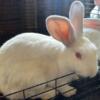 New Zealand white tamuk sustainability rabbits - entire herd