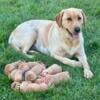 Labrador Retriever Puppies - Champion Bloodline