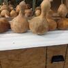 Gourds . Plants .  Purple Orchids and Much More