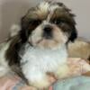 Shih Tzu puppies ready for their new home