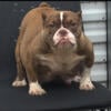 American Nano  bully female