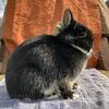 Netherland Dwarf - Looking For New Homes! in Washington Court House