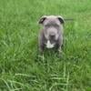 Blue  Pitbull puppies