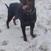 2 Year Old Male Serbian Import Stud