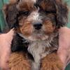 Mini Bernedoodle Malique
