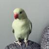 Emerald Indian Ringneck Parakeets