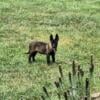 Belgian Malinois puppy