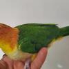 Caique baby weaned tamed 
