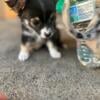 Female tri color long haired chihuahua 8 weeks