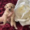 Teacup AKC Blonde Female X small Toy Poodle 19 weeks old