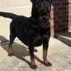 AKC German Rottweiler Litter