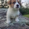 Male AKC Corgi - Pembroke