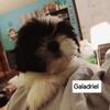 Galadriel - CKC Shih-Tzu Puppy