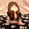 Purebred Boxer Puppy-Tank-Male-Flashy Fawn