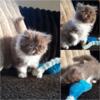 IRIS cute little chocolate ELH persian kitten