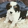 Akc F1 Mini Toy Cavapoos Puppy Dog Puppies Kentucky Tri Black White Female Male