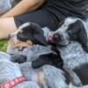 Blue Tick Coonhounds
