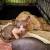 Sphynx kittens