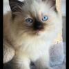 Ragdoll kittens available